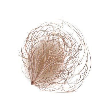 Tumbleweed, kuru ot topu izole edilmiş gerçekçi bitki örtüsü. Batı çöl ölü bitkileri, yuvarlanan kuru çalılar, çayırdaki eski devrilmiş çimenler. Vahşi batı manzarası veya peyzaj tasarımı, vahşi doğanın oyun sahnesi