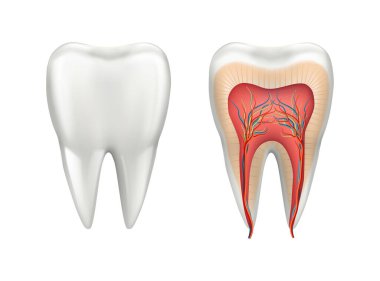 İnsan dişlerinin yapısı, dentinal borular. Sağlıklı azı dişlerinin vektör anatomisi ve histolojisi içeriden. Sinir ve kanla dişin gerçekçi bir şekilde yorumlanması. Ağız ilacı ve sağlık hizmetleri