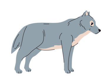 Kurt portresi, izole edilmiş tüylü etobur memeli. Canis lupus köpek ailesinin taşıyıcı yaratığı, avlanıyor ve sürü halinde yaşıyor. Orman ormanları köpek hayvanları, vahşi yaşam ve doğal hayvanlar.