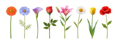 Yapraklı ve saplı çiçekler. Vektör gerçekçi stil, çiçek açmış izole bir bitki. Yabani çiçekler ve zambak, papatya ve lale, gerbera ve menekşe, kalla ve gelincik, romantik kırmızı gül