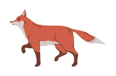 Etçil memelilerin portresi, kürklü kürklü ve uzun kuyruklu yürüyen tilki. Vektör vahşi kişilik, ince ağızlıklı ve küçük vücutlu karakter. Orman hayvanları, hayvanat bahçesi ve hayvansal çeşitlilik.