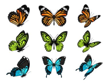 Nektarla beslenen böcekler, soyutlanmış gerçekçi kelebekler. Vektör Lepidoptera hayvanları, hayvanlar ve çevre. Parlak renkli kanatlarla uç, antenli yaratık. Ekosistem ve zooloji