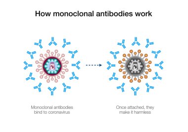 Monoklonal antikorlar koronavirüsle nasıl savaşır?