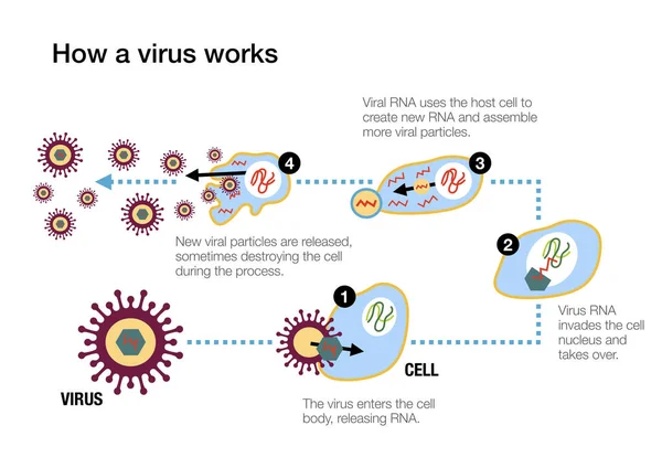 ワクチンが抗体を産生し コロナウイルスに対する免疫系の防御を刺激する方法 — ストック写真