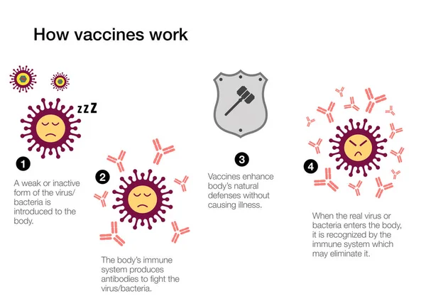 How Vaccines Work Produce Antibodies Stimulate Immune System Defenses Coronavirus — Stock Photo, Image