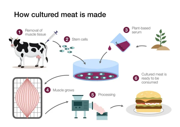Cómo Hace Carne Cultivada Laboratorio —  Fotos de Stock