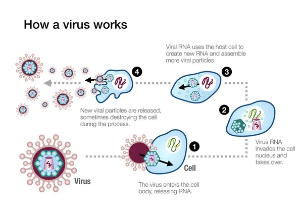 ウイルスがどのように作用し ヒトの免疫系を攻撃するかを示すインフォグラフィック — ストック写真