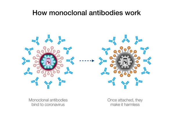 Hur Monoklonala Antikroppar Verkar För Att Bekämpa Koronavirus — Stockfoto