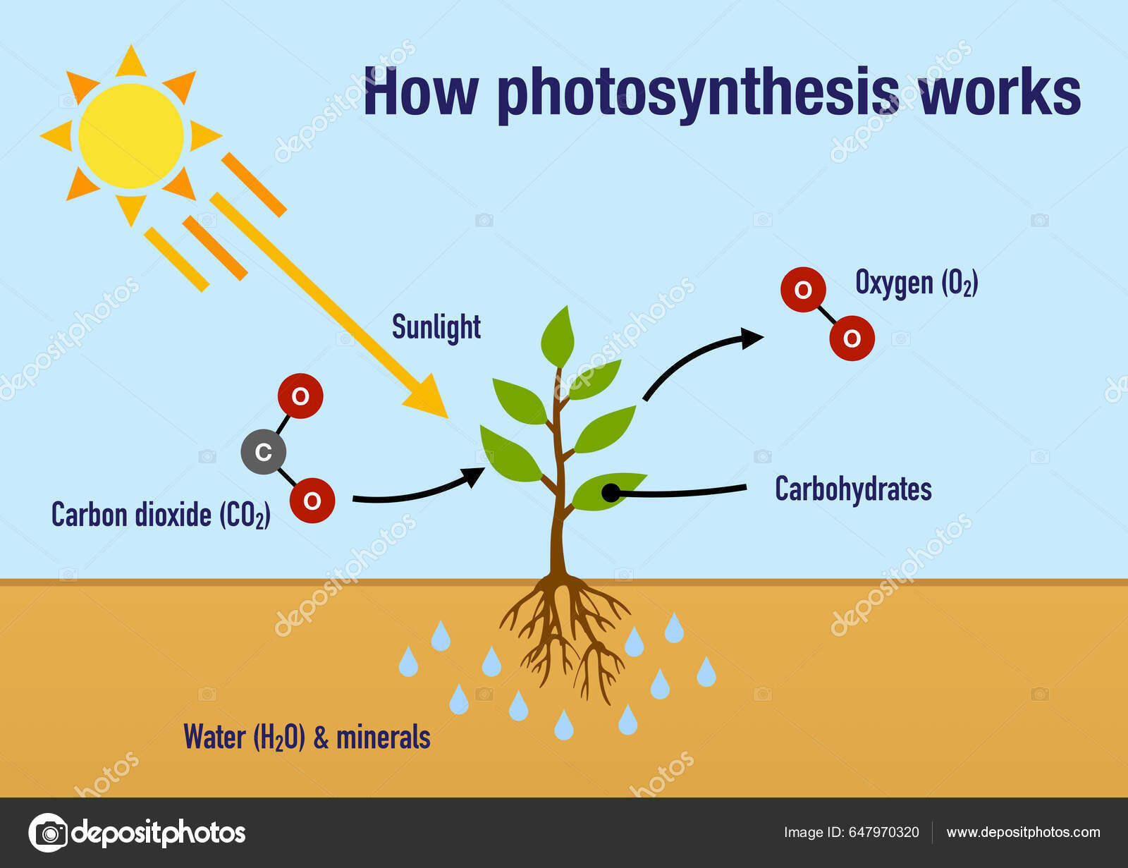 how-process-photosynthesis-works-plants-stock-photo-dkaramit-647970320