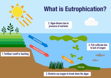 The eutrophication environmental process explained clipart