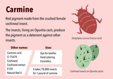 How carmine pigment is made from cochineal insects clipart