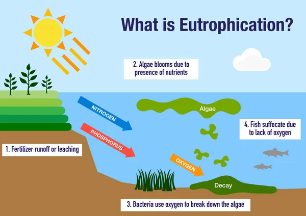 Ekologický Proces Eutrofizace Vysvětlil — Stock fotografie