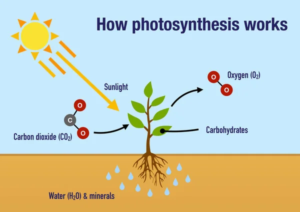 植物光合作用的过程 — 图库照片