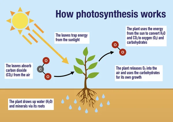 Hvordan Prosessen Med Fotosyntese Fungerer Plantene – stockfoto