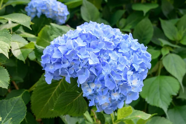 Typowe Japońskie Kwiaty Kwiatach — Zdjęcie stockowe