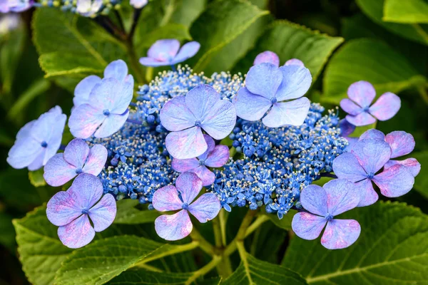 Typowe Japońskie Kwiaty Kwiatach — Zdjęcie stockowe