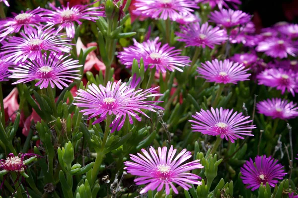 Purple Chrysanthemum Flowers Kyoto Japan — Stock Photo, Image
