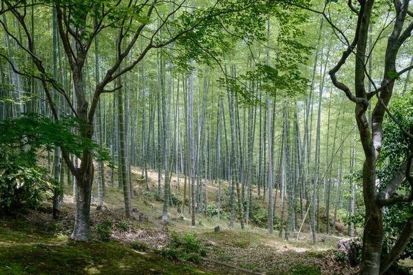Бамбуковый Лес Киото Япония — стоковое фото