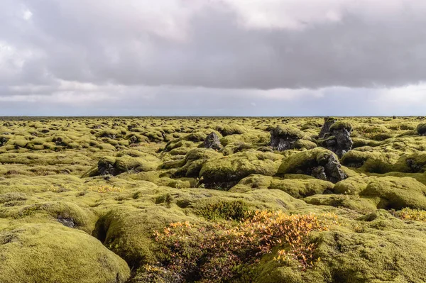 Mar Hecho Hierba Rocas Islandia — Foto de Stock