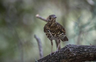 Ormandaki hayvan portresindeki White 's Thrush (Zoothera aurea).