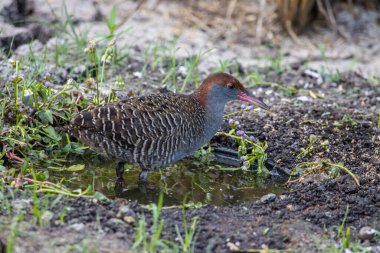 Yerdeki hayvan portresinin üzerinde tahta göğüslü demiryolu..