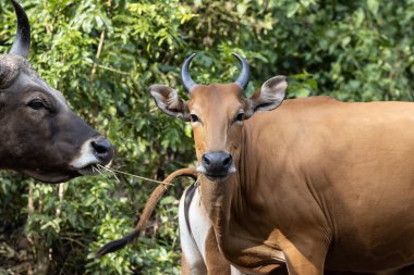 Banteng hayvan portresi. Yakın çekim..