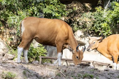 Banteng hayvan portresi. Yakın çekim..