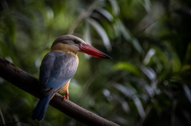 Stork-billed Kingfisher on the branch tree.