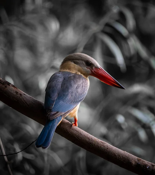 Stork Billed Kingfisher Branch Tree — Φωτογραφία Αρχείου