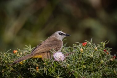 Dal hayvan portresi üzerinde sarı havalandırmalı Bulbul.