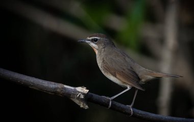 Sibirya yakutu, kırmızı boyunlu Bülbül bir dalda (Hayvan portresi )
