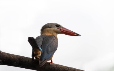 Dalda leylek gagalı Kingfisher.