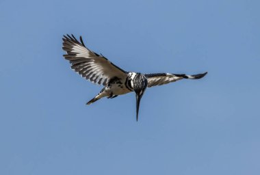 Pied Kingfisher havada hoplayıp nehirde balık arıyor.