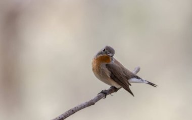 Kırmızı göğüslü sinekkapan ağaç dalında hayvan portresi.