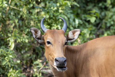 Banteng hayvan portresi. Yakın çekim..