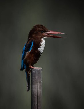 Beyaz boğazlı Kingfisher, kuru dallı hayvan portresini çekiyor..