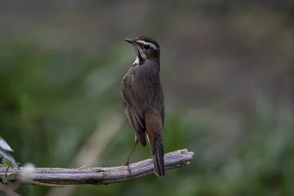 stock image Bluethroat female on a branch close up shot.