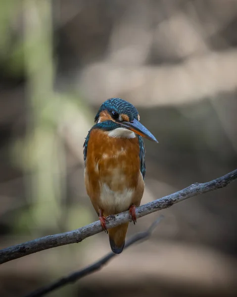 Közös Kingfisher Ágon Állat Portré — Stock Fotó