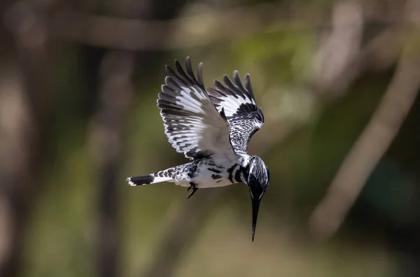Pied Kingfisher Pulando Procura Peixes Rio — Fotografia de Stock