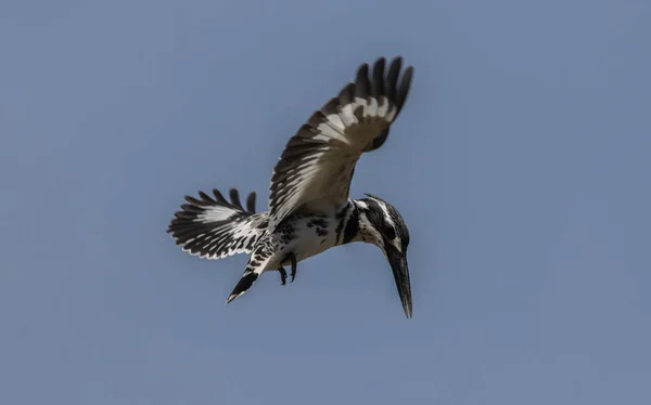 Pied Kingfisher Hopping Air Looking Fish River — Stock Photo, Image