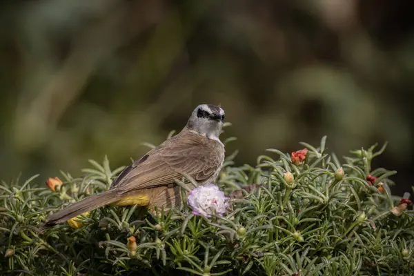 Dal hayvan portresi üzerinde sarı havalandırmalı Bulbul.