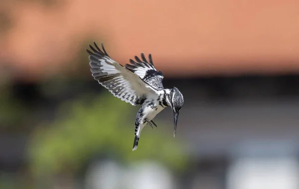 Pied Kingfisher Saltando Aire Busca Peces Río — Foto de Stock