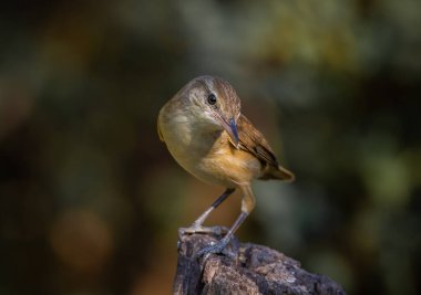 Oryantal Reed Warbler Siyah arka planlı bir ağaç kütüğünün üzerinde duruyor.