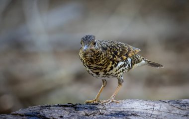 Ormandaki hayvan portresindeki White 's Thrush (Zoothera aurea).