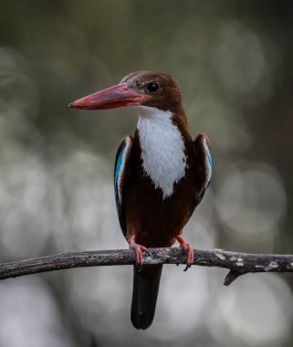 Beyaz boğazlı Kingfisher dal ağacı hayvan portresi üzerinde.