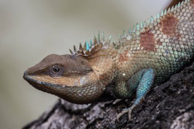 Siyam mavisi ibikli kertenkele ağaçta yakın çekim.