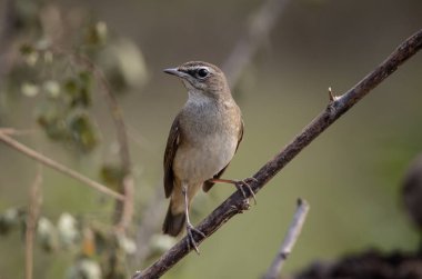 Bir hayvan portresinin üzerinde duran Sibirya yakutu..