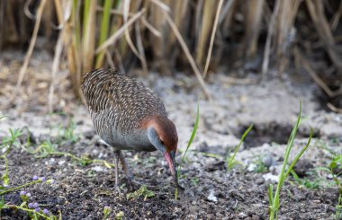 Yerdeki hayvan portresinin üzerinde tahta göğüslü demiryolu..