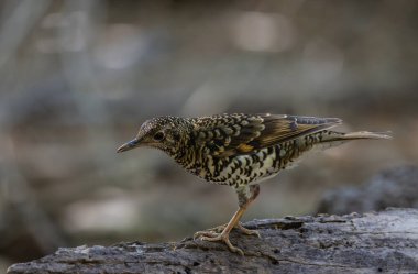 Ormandaki hayvan portresindeki White 's Thrush (Zoothera aurea).