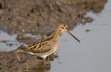 Zemin hayvan portresi üzerinde Pintail Snipe.